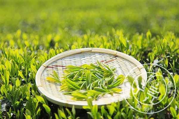 开一家茶叶店投资多少
