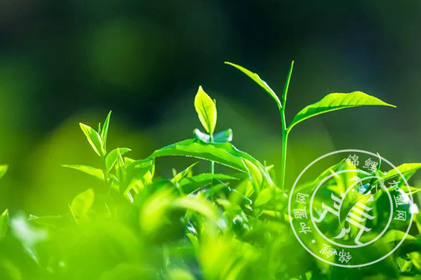 加盟三千茶农怎么样?三千茶农加盟优势多么?
