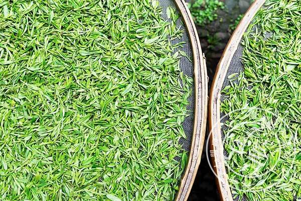 山东三千茶农官网介绍